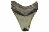 Bargain, Fossil Megalodon Tooth - Serrated Blade #307292-1